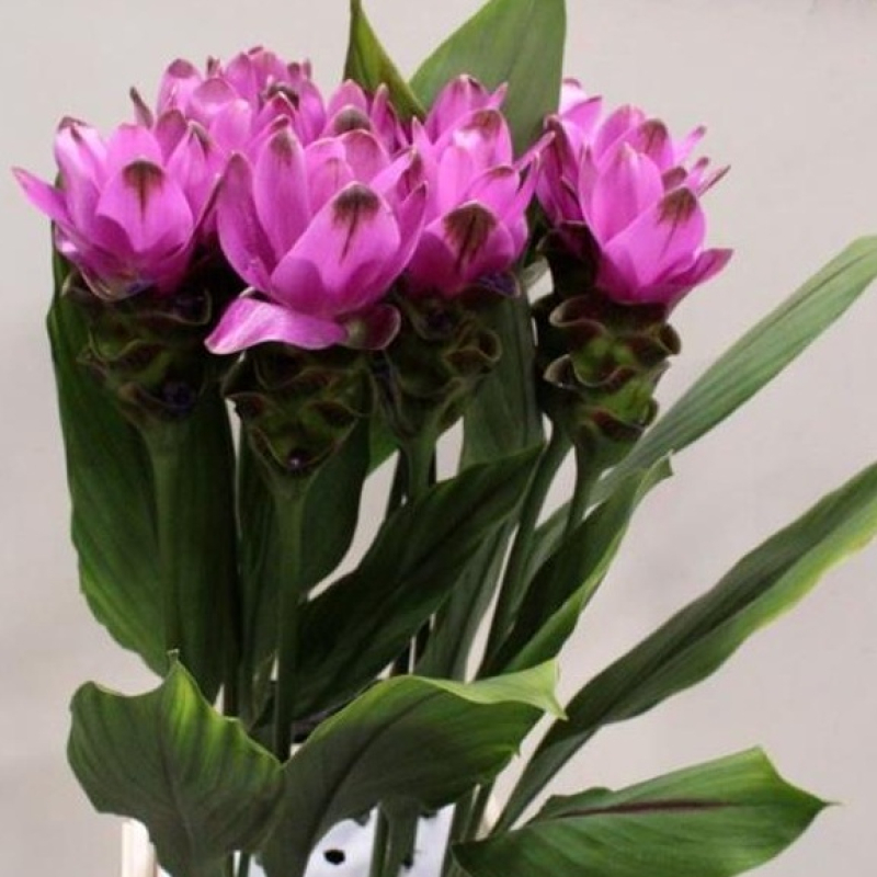 Curcuma Mov, Pachet (16 buc.)